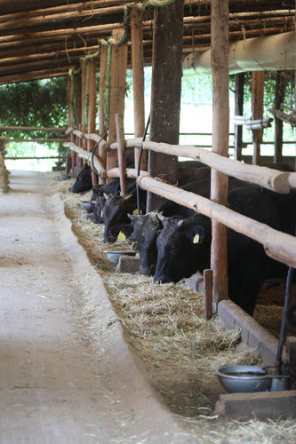 What is Japanese Wagyu?